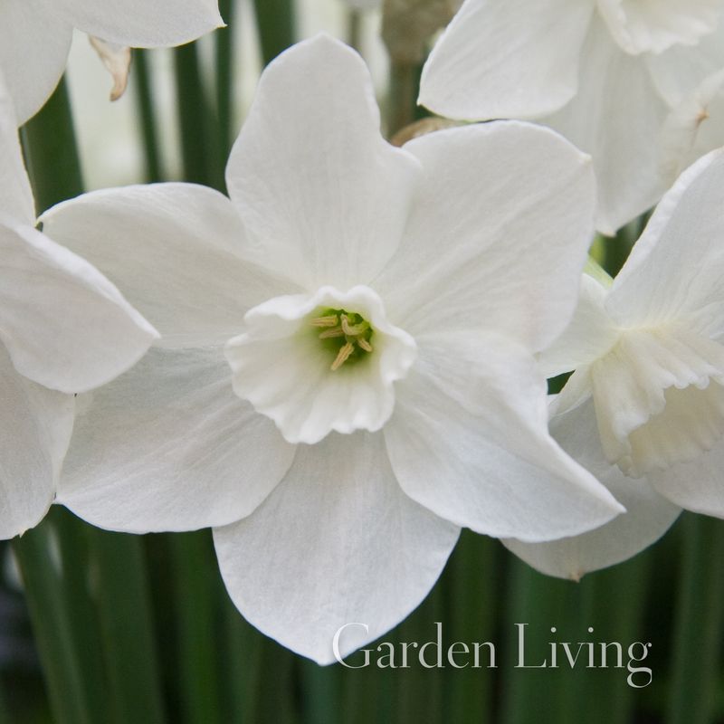 Påskelilje 'Dainty Miss' - Narcissus - 5 stk