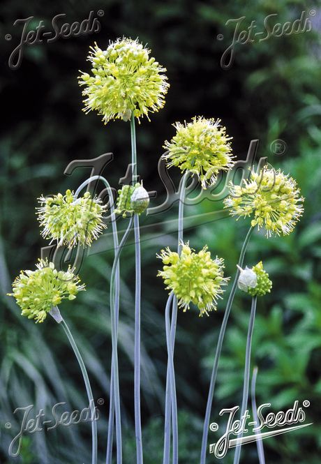 Hovedbilde Tvistebladløk - Allium obliquum