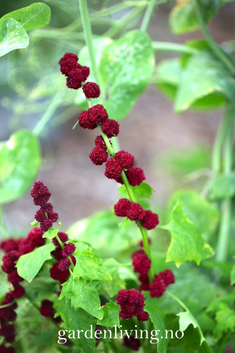 Jordbærspinat - Chenopodium capitatum
