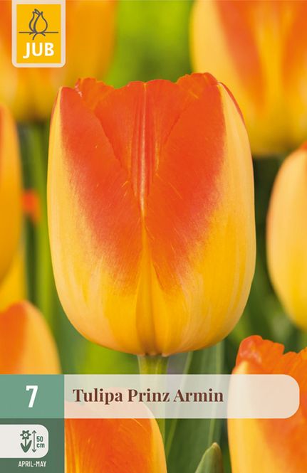 Hovedbilde Tulipan 'Prinz Armin', Triumphtulipan - 7 stk