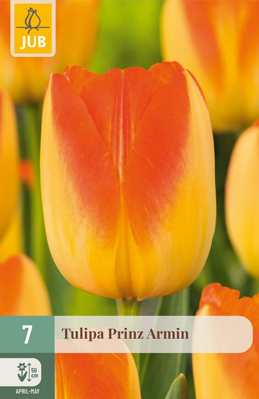 Tulipan 'Prinz Armin', Triumphtulipan - 7 stk