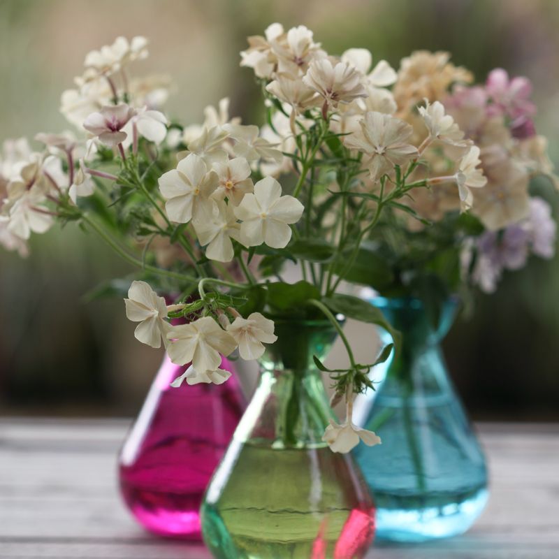 Sommerfloks 'Creme Brulee' - Phlox drummondii