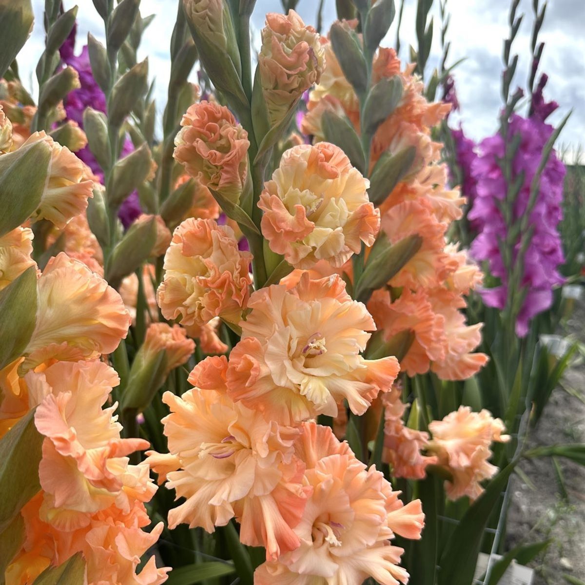 Gladiol 'The Great Queen Elizabeth' - Gladiolus, 10 stk.