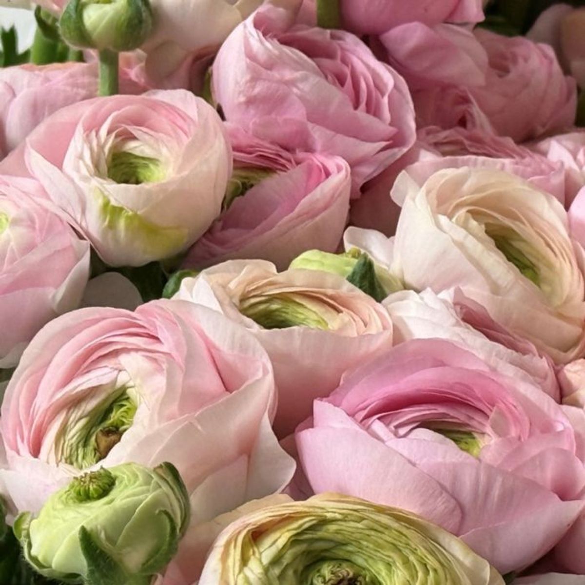 Ranunkel 'Elegance®  Rosa Chiaro' - Ranunculus, 7 stk.
