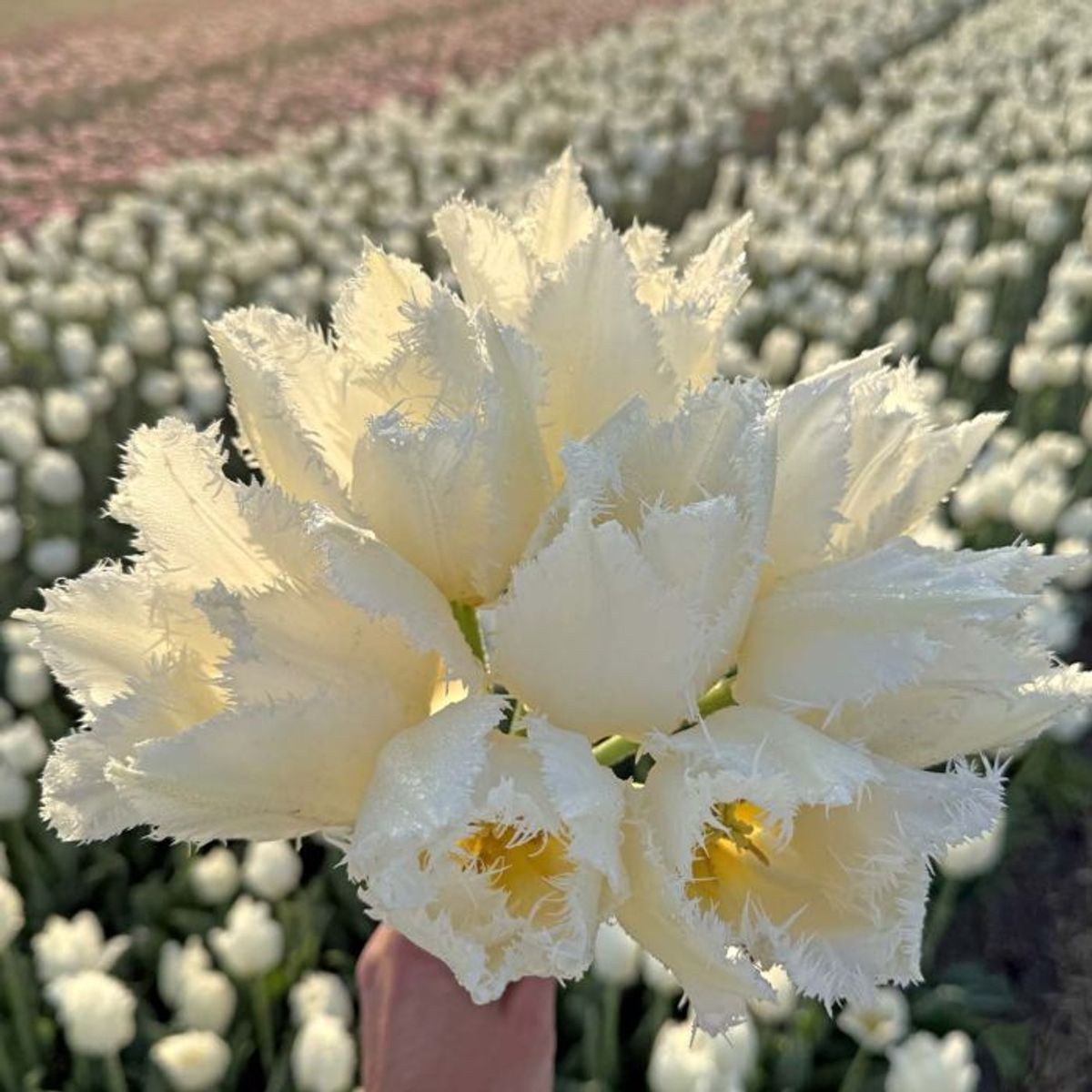 Tulipan 'Cricko', frynsetulipan - 10 stk