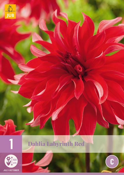 Bilde av Georgine 'Labyrinth Red' - Dahlia x cultorum, 1 stk.