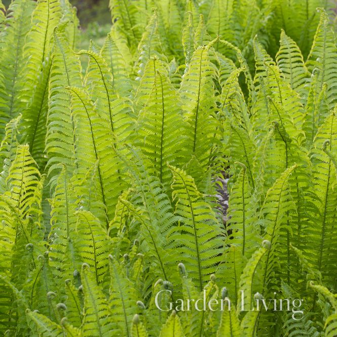 Hovedbilde Strutseving - Matteuccia struthiopteris