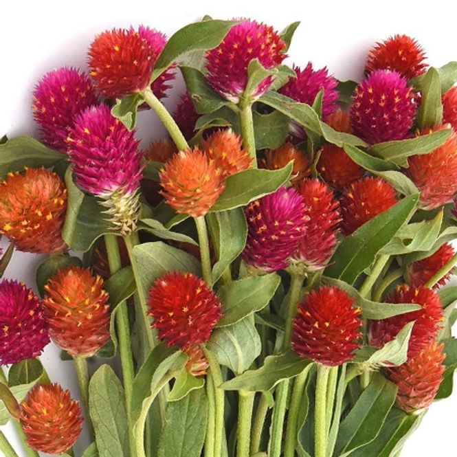 Hovedbilde Kuleamarant 'Sunset Mixed' - Gomphrena globosa