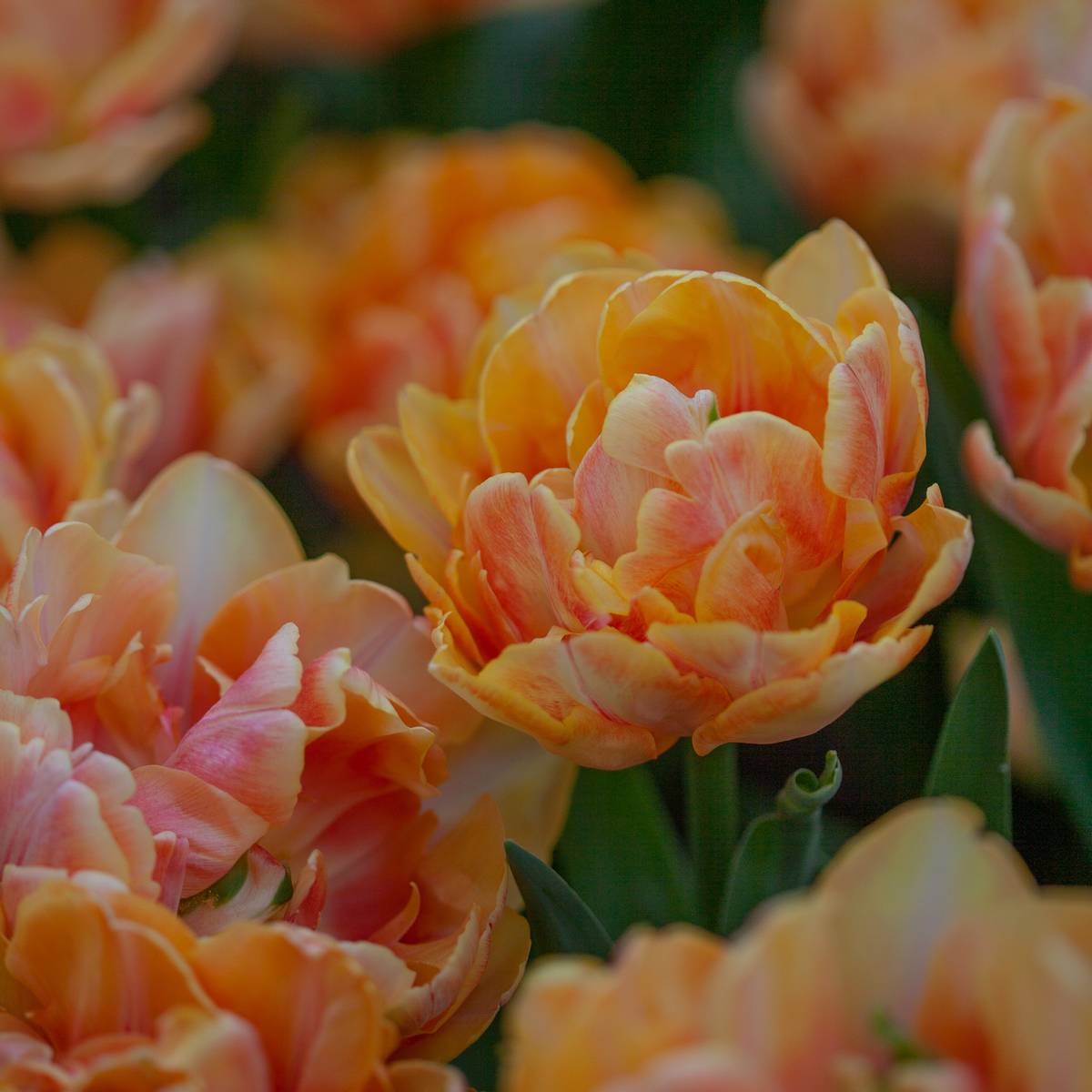 Tulipan 'Foxy Foxtrot’, sen dobbel - 8 stk