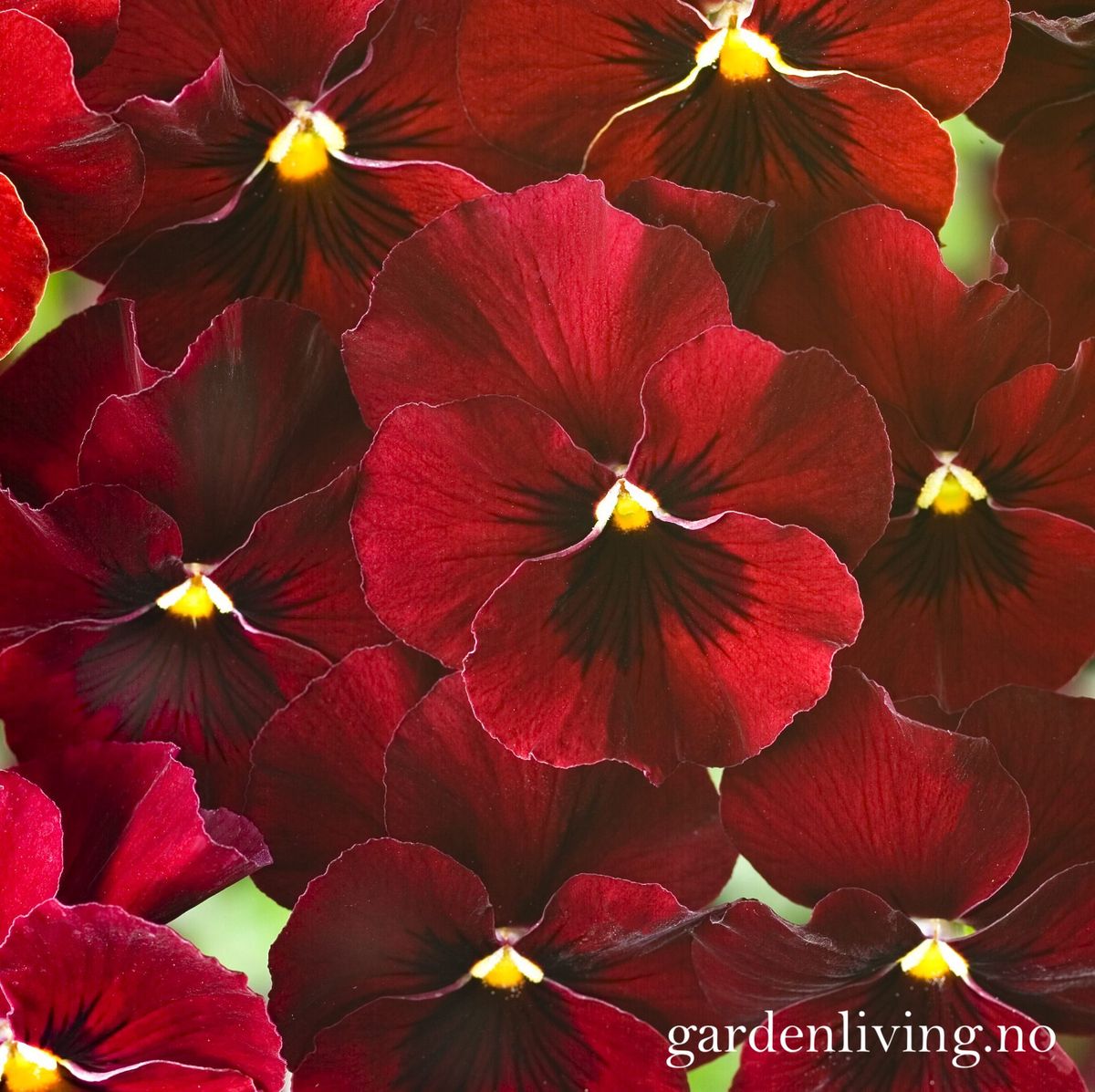 Stemorsblomst 'Floral Power Red', småbl. - Viola x williamsii