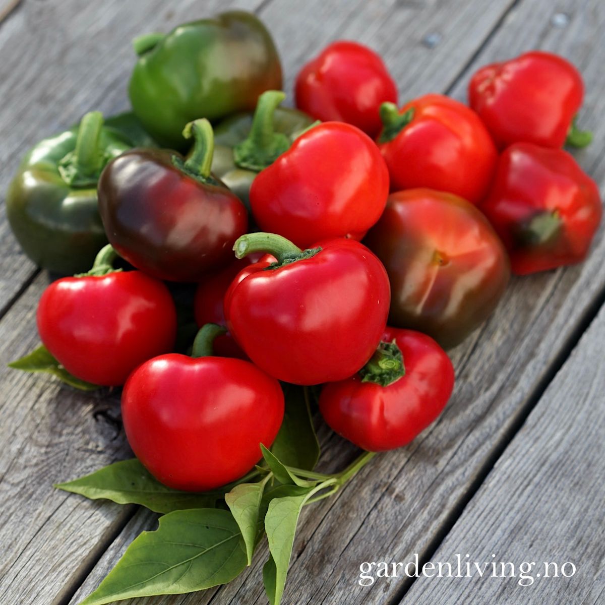 Paprika 'Topepo Rosso' - Capsicum annuum