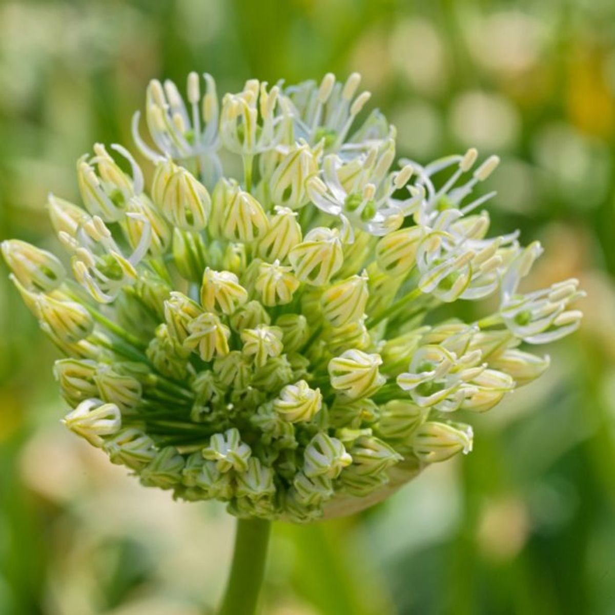 Skjeggløk 'White Giant' - Allium stipitatum, 3 stk