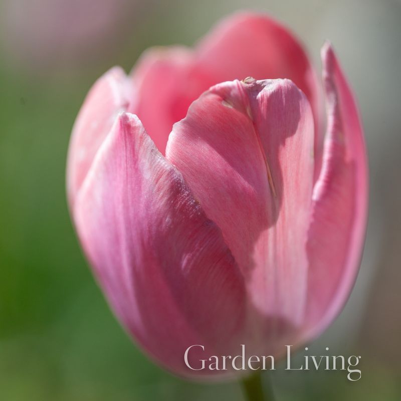Tulipan 'Salmon Van Eijk' ®, darwinhybrid - 10 stk