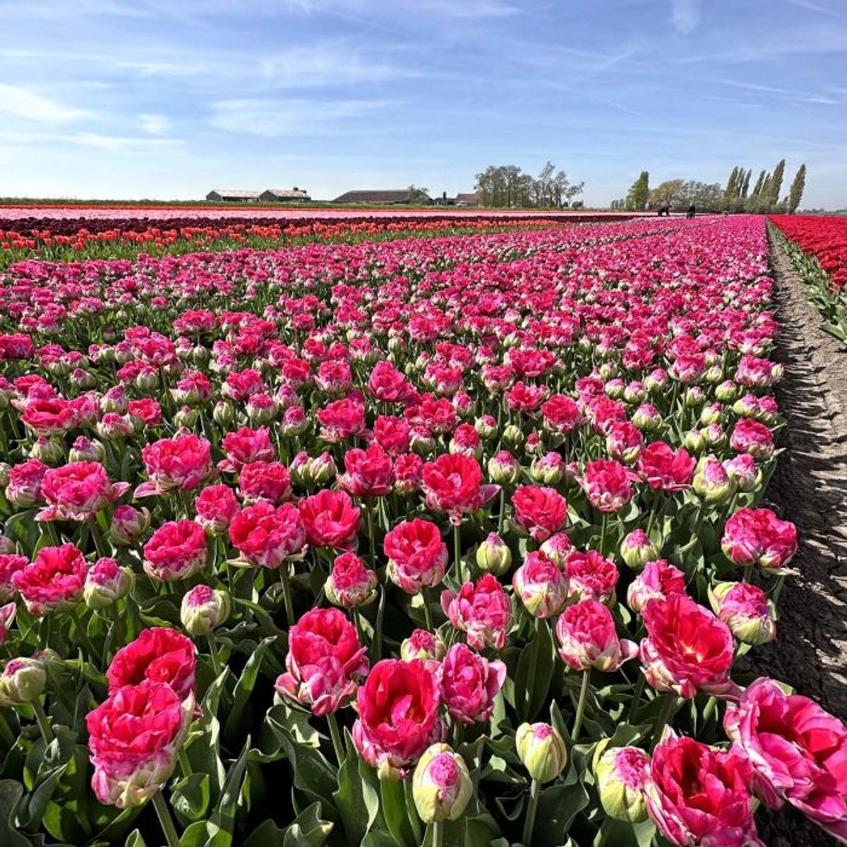 Tulipan 'Wicked in Pink', sen dobbel - 10 stk