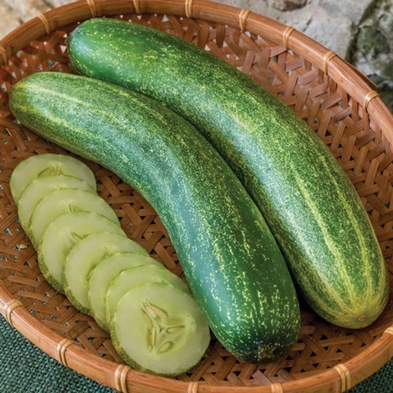 Slangeagurk 'Chompers' - Cucumis sativus