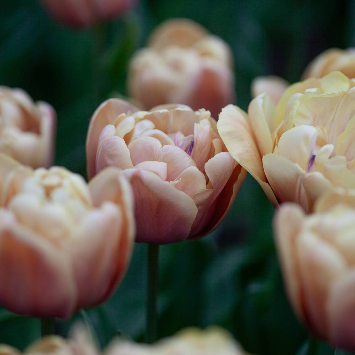 Tulipan 'La Belle Epoque' - 5 stk