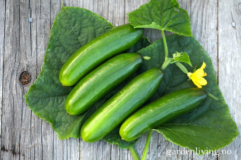 Slangeagurk 'Mini Munch' F1 mini - Cucumis sativus