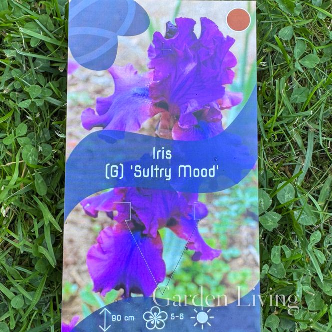 Hovedbilde Hageiris 'Sultry Mood' - Iris germanica