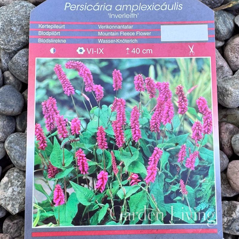 Blodslirekne 'Inverleith' - Persicaria amplexicaulis
