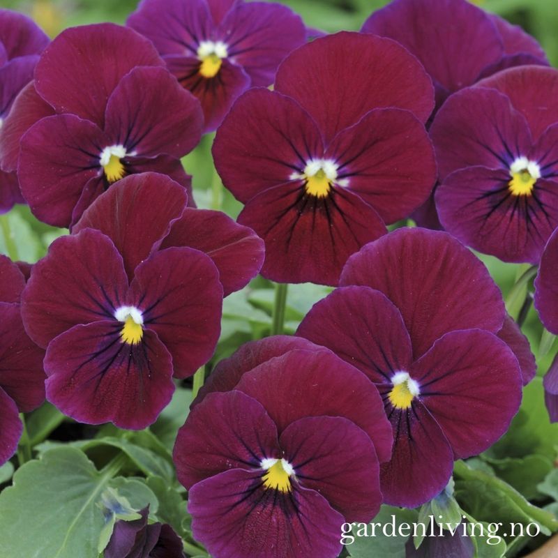 Stemorsblomst 'Sorbet Carmine Rose', småbl.  - Viola x williamsii
