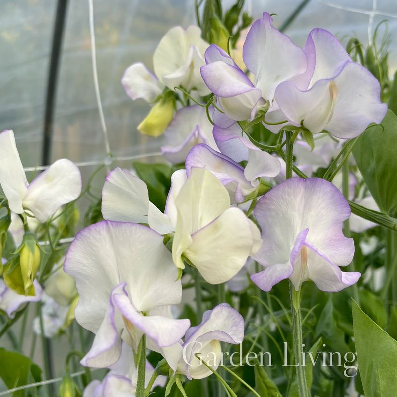 Blomsterert 'Albutt Blue' - Lathyrus odoratus 