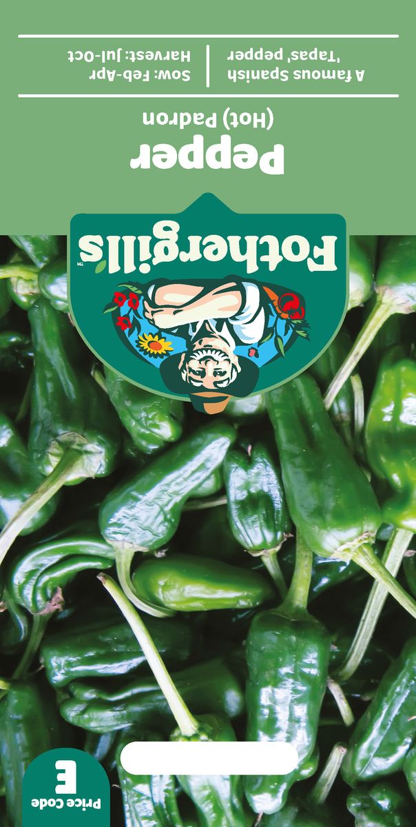 Chilipepper 'Padron' - Capsicum annuum 