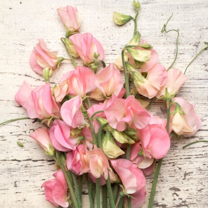 Hovedbilde Blomsterert 'Spring Sunshine Peach’ - Lathyrus ...