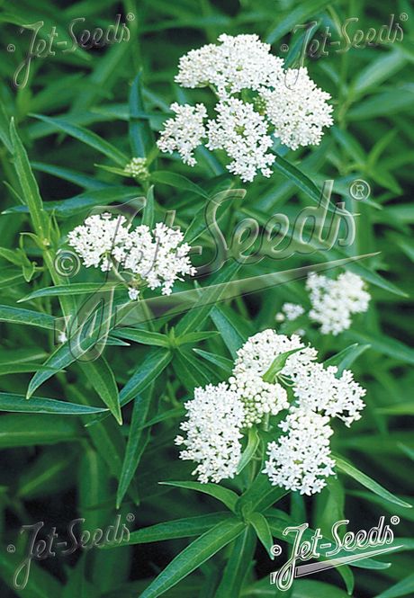 Hovedbilde Sumpsilkeurt 'Iceballet' - Asclepias incarnata