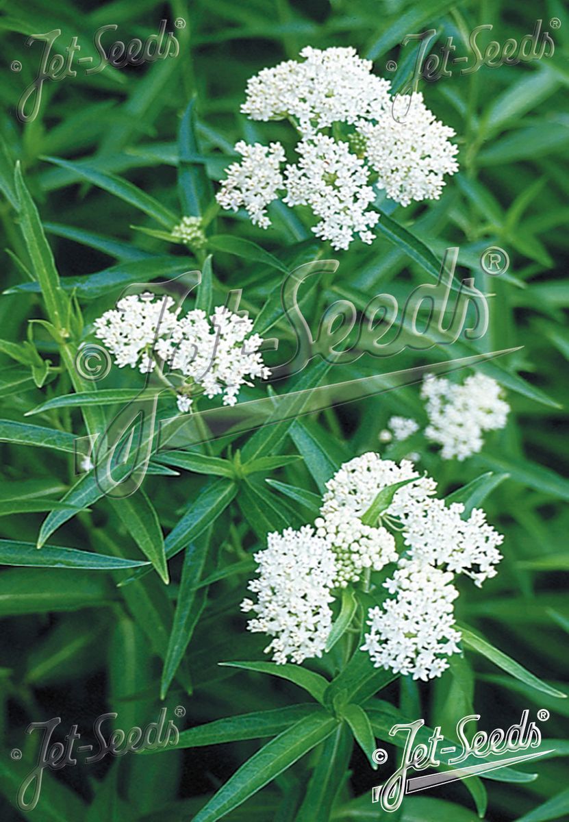 Sumpsilkeurt 'Iceballet' - Asclepias incarnata