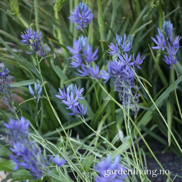 Hovedbilde Bjørnestjerne 'Blue Melody’ -  Camassia esc. - 5 stk