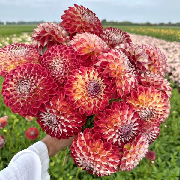 Hovedbilde Georgine 'Jowey Joshua - Dahlia x cultorum, 1 stk.