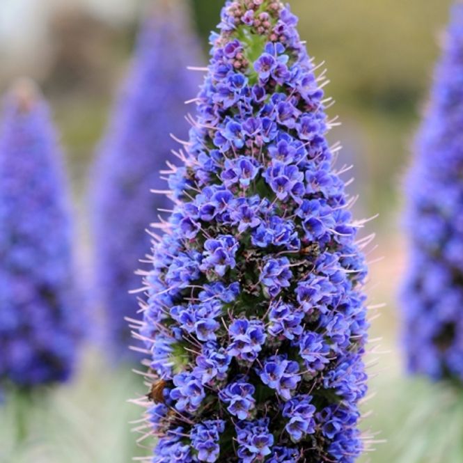 Hovedbilde Echium pininana 'Towers Of Jewel'