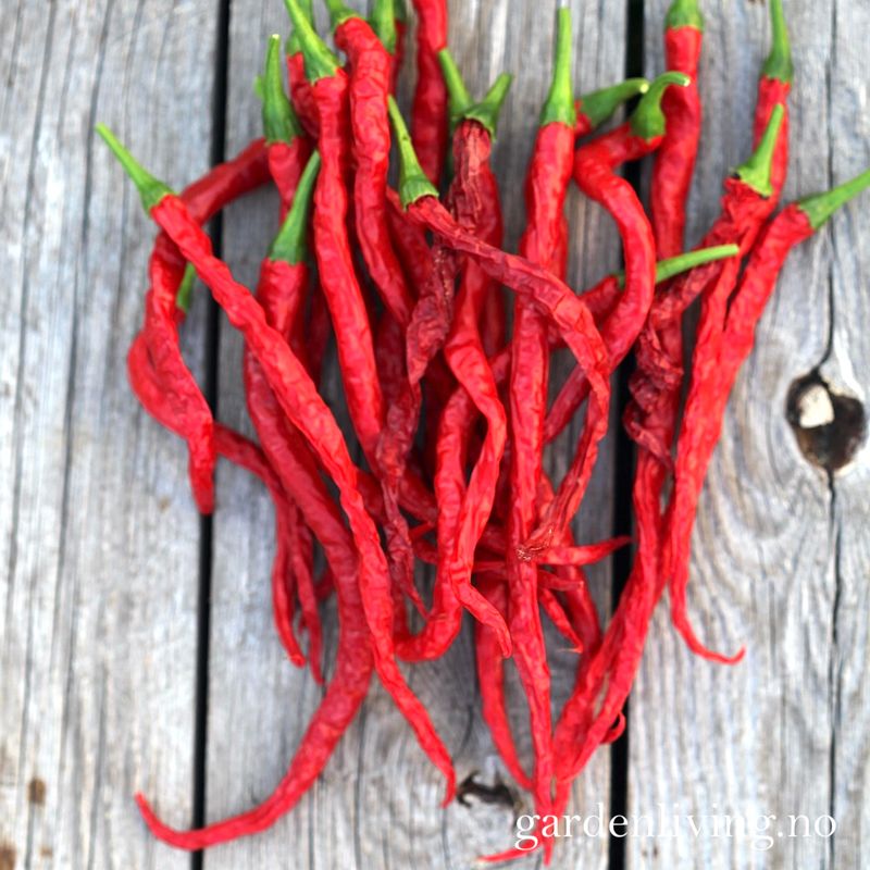 Chilipepper 'Cabe Keriting' - Capsicum annuum