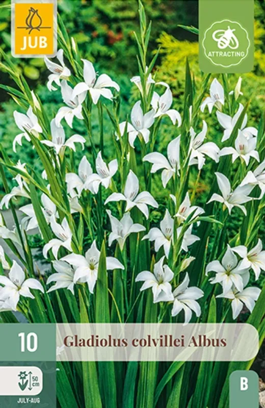 Gladiol, dverg 'Albus' - Gladiolus, 10 stk.