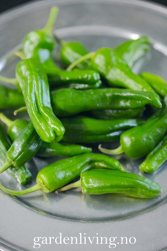 Chilipepper 'Padron' - Capsicum annuum 