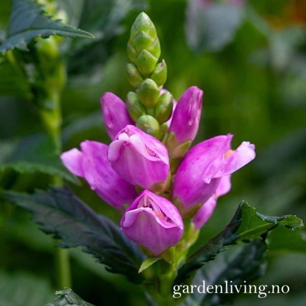 Hovedbilde Duehode - Chelone obliqua