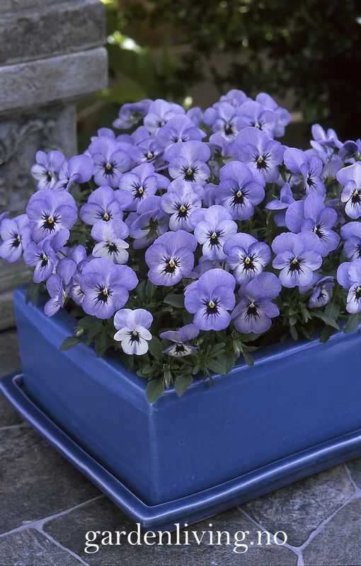 Stemorsblomst 'Floral Power Sky Blue Blotch', småbl. - Viola x williamsii
