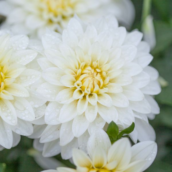 Hovedbilde Georgine 'Gallery Art Fair', lav - 2 stk