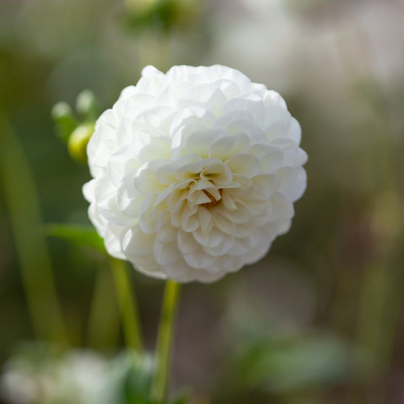 Georgine 'White Aster' - Dahlia x cultorum, 1 stk.