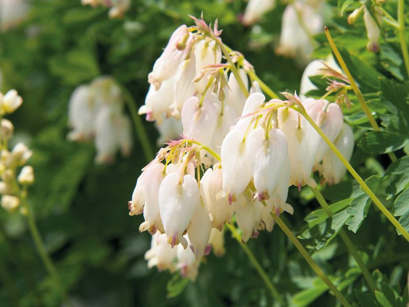 Småhjerte 'Aurora' - Dicentra formosa