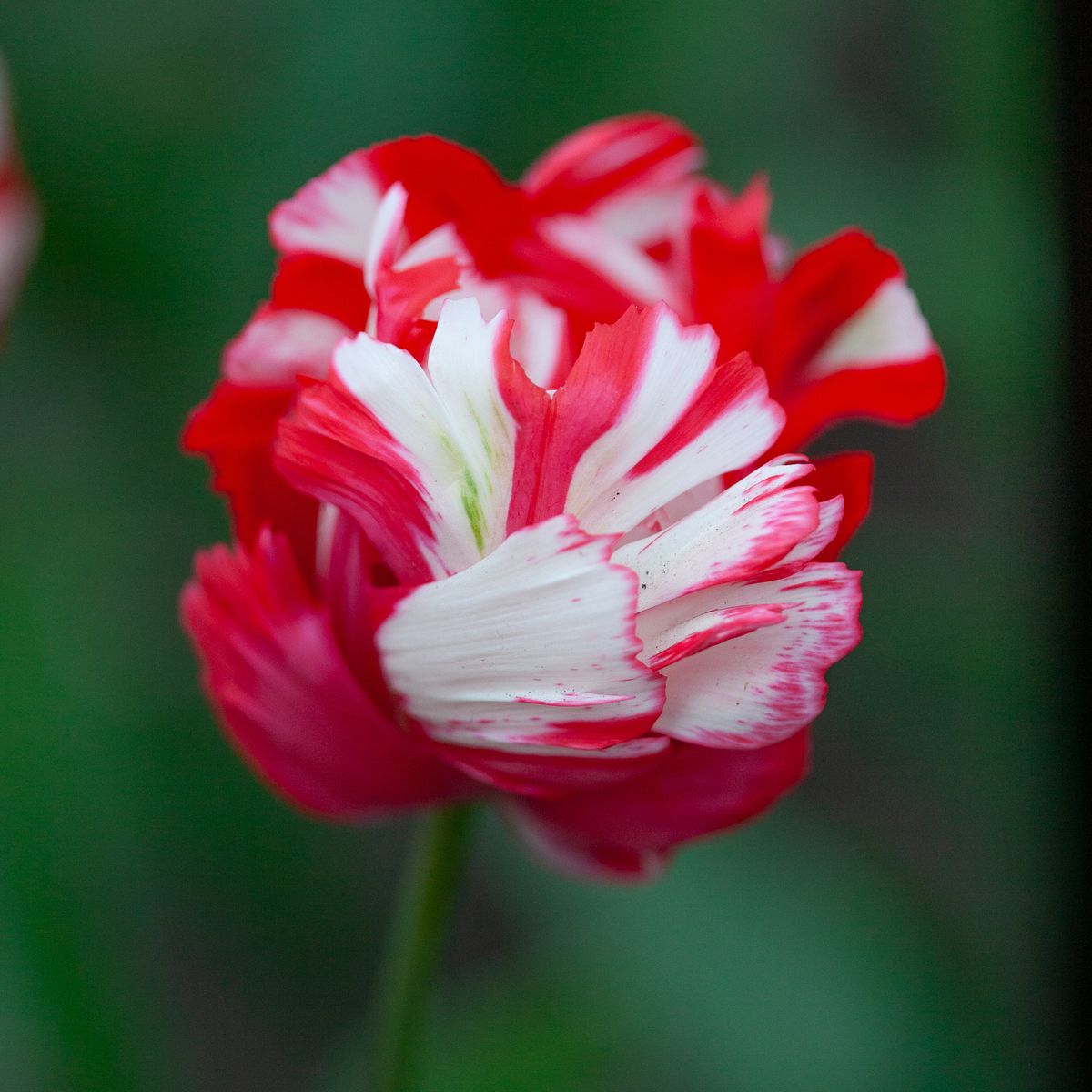 Tulipan 'Estella Rijnveld', papegøyeblomstrende - 7 stk