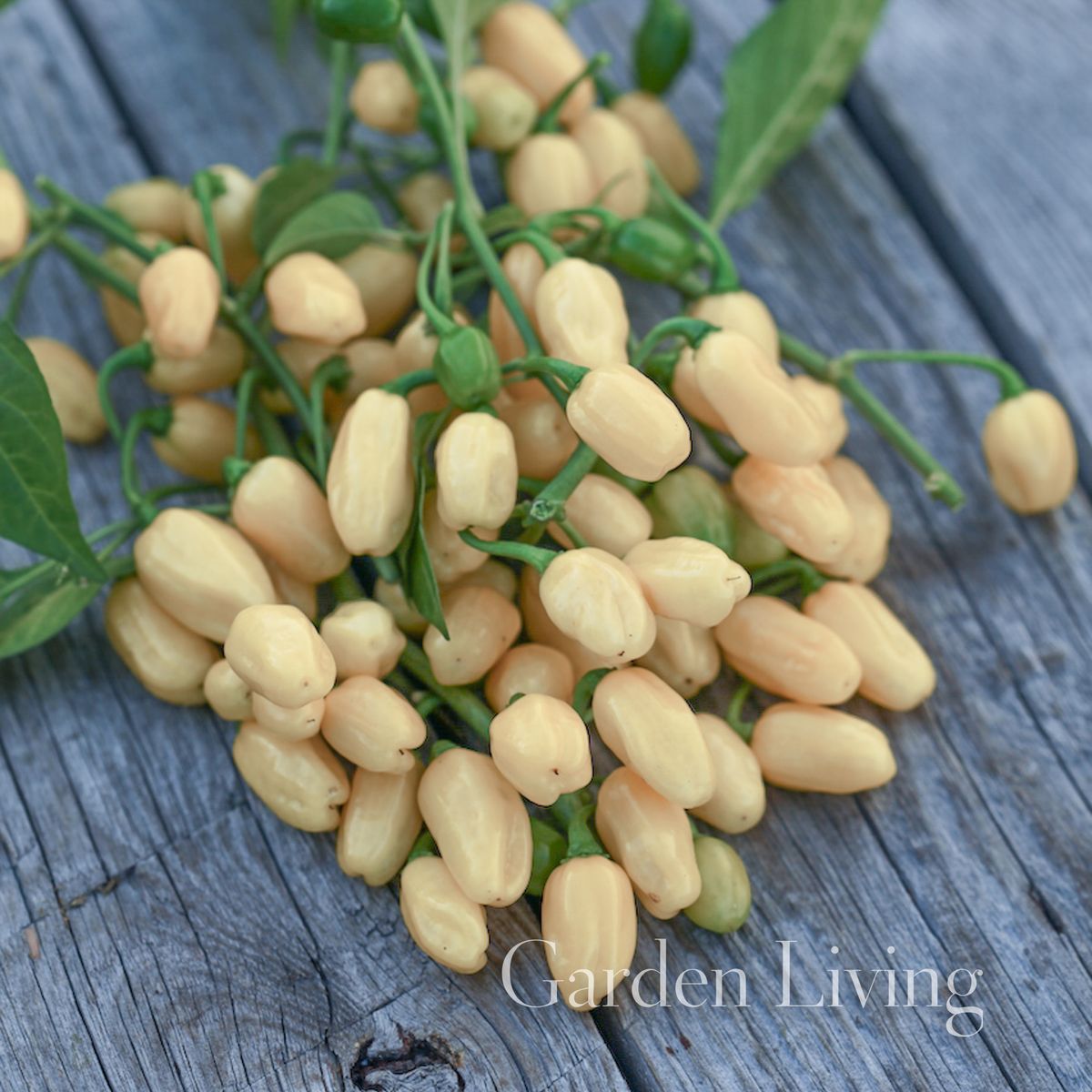 Chilipepper 'Habanero White' - Capsicum chinensis