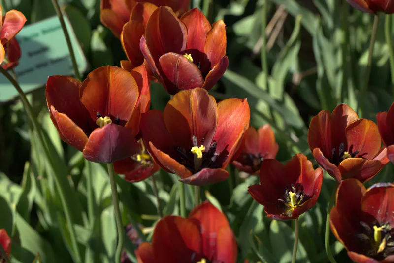 Historisk Tulipan 'Prince of Wales - Tulipa - 1 stk
