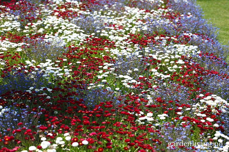 Tusenfryd 'Pomponette Mixed' - Bellis perennis 