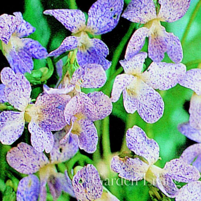 Hovedbilde Søsterfiol 'Freckles' - Viola sororia