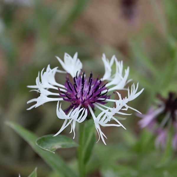 Hovedbilde Honningknoppurt 'Purple Heart' - Centaurea montana