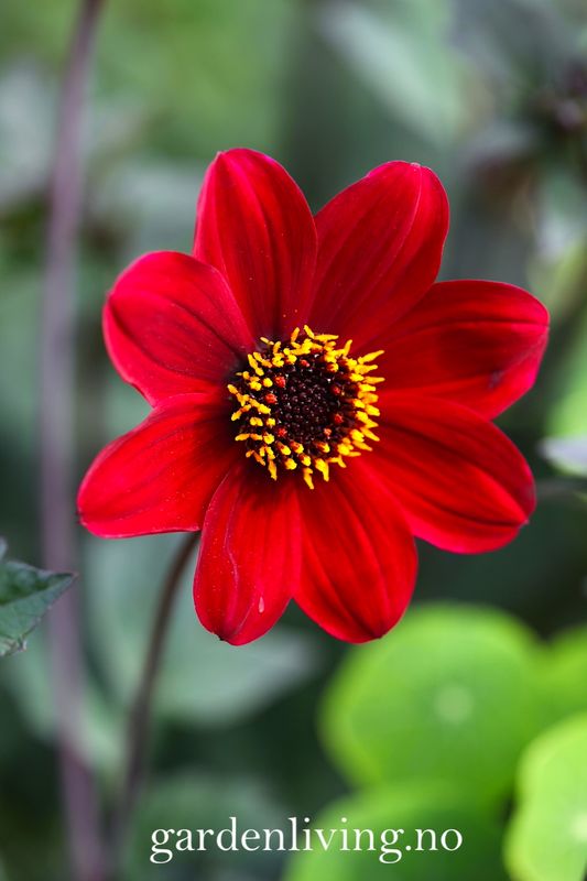 Georgine 'Bishop of Auckland - Dahlia x cultorum, 1 stk