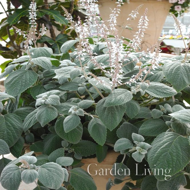 Hovedbilde Møllplante 'Silver Shield' - Plectranthus argentatus