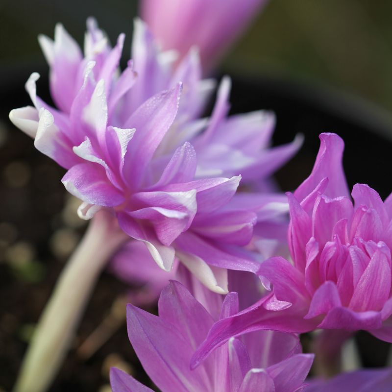 Tidløs ’Waterlily’ - Colchicum - 1 stk