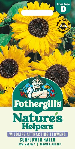 Hovedbilde Solsikke 'Hallo' - Helianthus annuus 